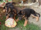 1 Langhaarschäferhundwelpe 1 Stockhaarschäferhundwelpe