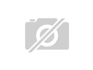 Zahmes Halsbandsittichweibchen zu verkaufen